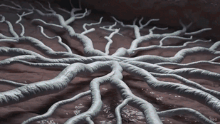 2. Supports Nervous System & Stress Response